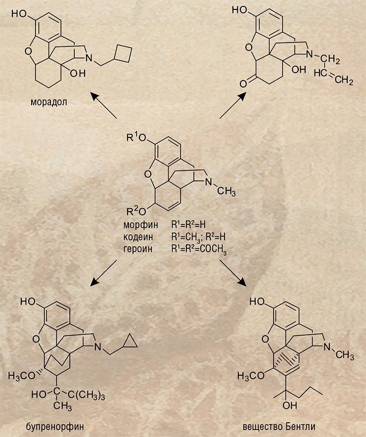 На примере опийных алкалоидов можно продемонстрировать поистине драматические изменения фармакологических свойств при вполне невинном, на первый взгляд, изменении базовых молекул. Так, введение в молекулу морфина метильной группы приводит к образованию кодеина – компонента противокашлевого средства кодтерпина. А замена метильной группы на остаток уксусной кислоты дает зловещий предмет наркобизнеса – героин. Если оставить основной «скелет» молекулы нетронутым, то в результате проведения нескольких операций можно получить налоксон – антагонист морфина, используемый для лечения наркозависимости и снятия абстиненции – синдрома передозировки морфином. К помощи опиоида, названного «веществом Бентли», прибегают при необходимости временного обездвижения крупных животных (слонов, жирафов) при перемещении их в заповедники