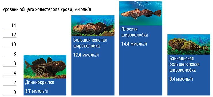 Различия концентраций холестерола крови (вверху) и соотношений его атерогенных и антиатерогенных фракций (внизу) в крови рогатковидных рыб озера Байкал