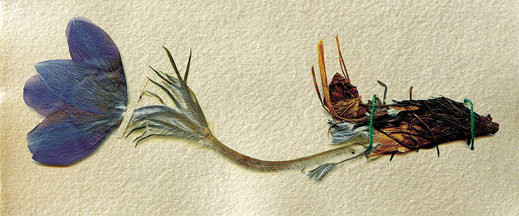 Прострел (Pulsatilla vulgaris, или Anemone pulsatilla) – многолетнее растение из семейства лютиковых, один из красивейших весенних первоцветов. Гербарий ЦСБС СО РАН (Новосибирск)
