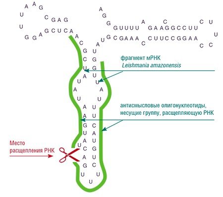 Коньюгат антисмысловых олигонуклеотидов с синтетическими аналогами рибонуклеазы – каталитически активными группами, расщепляющими РНК по определенным нуклеотидным последовательностям – эффективно разрушает регуляторную часть мРНК инфекционного агента лейшмании (Власов, 1997)