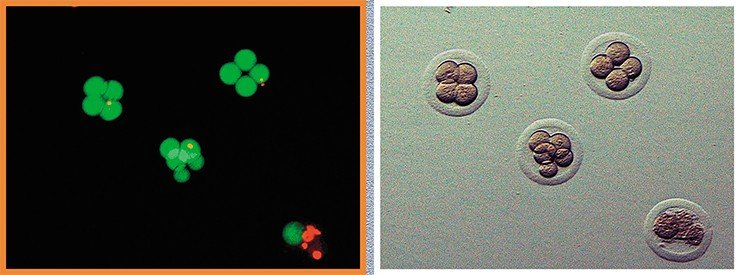 В Сибирском криобанке были впервые заморожены эмбрионы мохноногих хомячков, в том числе хомячка Кэмпбелла. Для оценки жизнеспособности эмбрионов мохноногих хомячков после криоконсервации, эмбрионы были окрашены флуорохромами, в том числе диацетатом флуоресцеина. Последний способен окрашивать только живые клетки, в которых он превращается во флуоресцеин, светящийся под действием УФ-излучения зеленым светом. Те эмбрионы, которые прошли все этапы замораживания и криоконсервации, светились ровным зеленым светом (вверху слева). Флуоресцентная микроскопия Вверху справа – те же эмбрионы, но при использовании обычной световой микроскопии. Эмбрионы выглядят неповрежденными