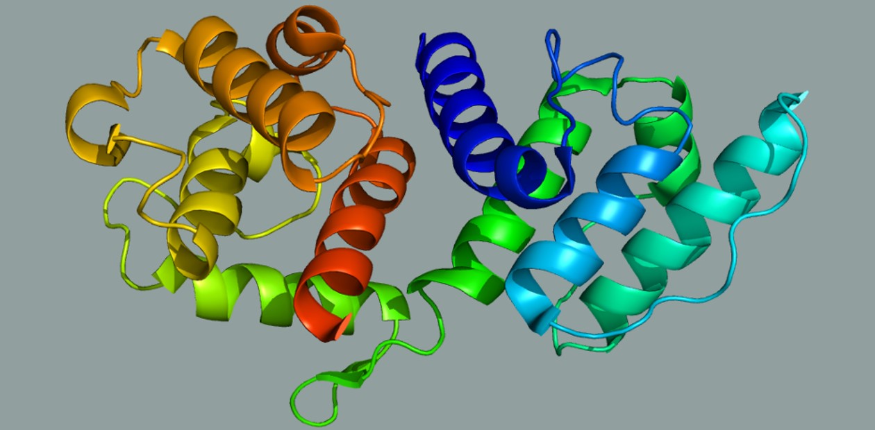 Структура мышечного белка альфа-актинина-3