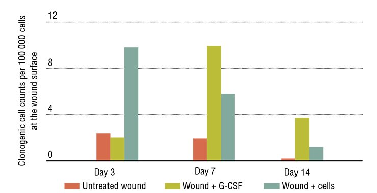 In experiment, skin wounds of laboratory animals heal most rapidly when stem cells are applied directly to the wound. Granulocyte colony-stimulating factor (G-CSF) also enhances healing. This factor increases the number of clonogenic cells, fibroblast progenitors, in the injured tissue