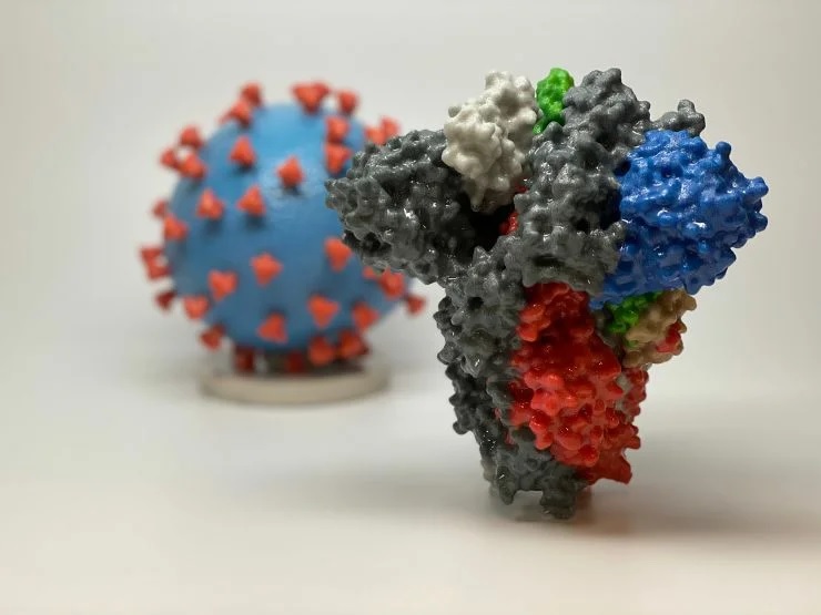 Белок-шип, расположенный на поверхности коронавируса SARS-CoV-2, позволяет вирусу проникать в клетки человека. На модели поверхность вируса (синим цветом) покрыта белками-шипами (красным цветом). Credit: NIH