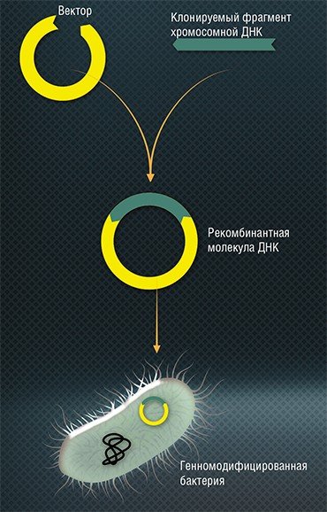 Традиционная схема клонирования (встраивания чужеродной ДНК) с использованием в качестве «вектора» плазмиды (внехромосомного генетического элемента, присущего многим штаммам бактерий) начинается с разрезания плазмидной ДНК и вырезания «нужного» участка хромосомной ДНК с помощью фермента рестриктазы. Затем фрагмент клонируемой ДНК встраивается в плазмиду, которая вводится в бактерию, благодаря чему она становится способной производить чужеродный белок, закодированный во встроенном фрагменте