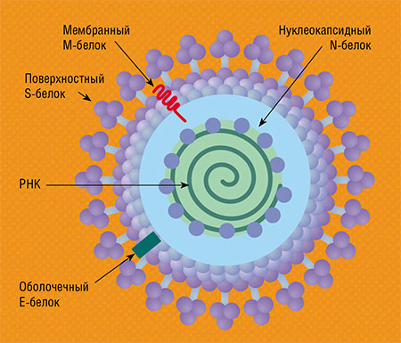 Модель структуры вирусной частицы SARS-CoV-2. Вирион покрыт внешней оболочкой, под которой находится белковая мембрана, окружающая нуклеокапсид – комплекс из молекулы РНК и нуклеокапсидного белка N, служащего каркасом. Поверхностный S-белок, прикрепленный к оболочке, способствует проникновению вирусной частицы в клетку хозяина. У вириона также имеется ряд неструктурных белков, которые выполняют самые разные функции, необходимые для размножения вируса. CC BY-SA 4.0 /Gi. A. Rossi, O. Sacco, E. Mancino, L. Cristiani, F. Midulla
