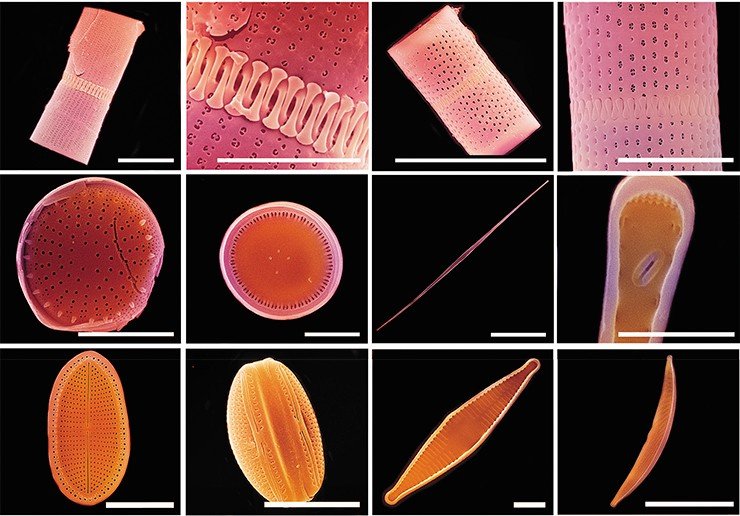 Строение панцирей диатомовых водорослей. Сканирующая электронная микроскопия. Фото М. Башенхаевой