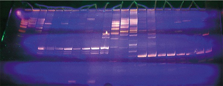 Электрофореграмма фрагментов ДНК в ультрафиолетовом свете