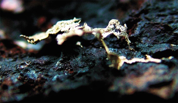 Серебро в окисленных рудах обычно имеет форму лепестков, прилипших к малахиту. Когда малахит разрушается, лепестки серебра как бы парят в воздухе 