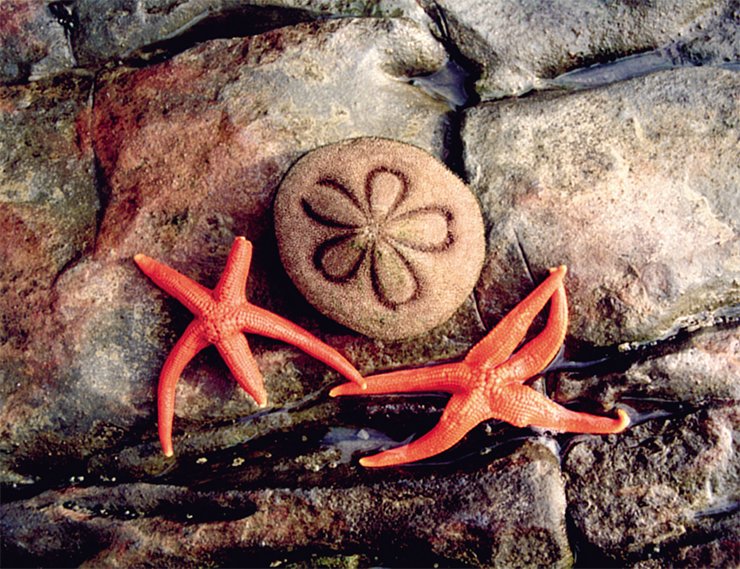 Родственники морского ежа, принадлежащие к тому же типу иглокожих (Echinodermata), совсем на него непохожи! По форме тела иглокожие могут походить на звезду, сплюснутый шар или цилиндр. Подразделяются на 4 класса: морские лилии (Crinoidea); морские звезды (Asteroidea), из которых выделяются офиуры (Ophinroidea); голотурии (Holothurioidea) и, наконец, морские ежи (Echinidae). На фото вверху – морская офиура голова Горгоны (Японское море); внизу – плоский морской еж и морские звезды (вблизи о. Чеджудо, Южная Корея); в центре – трепанг (голотурия) (Японское море)