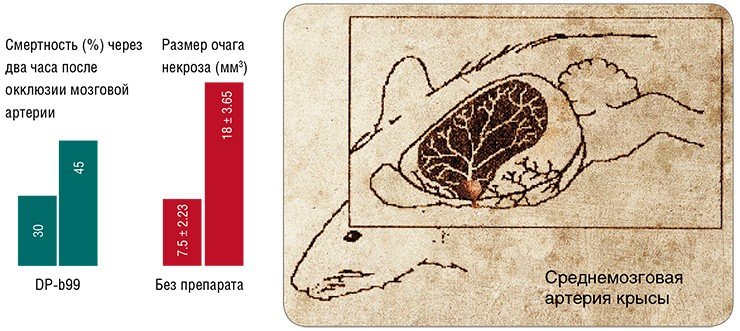 Нарушение кровотока в русле среднемозговой артерии у крыс линии НИСАГ с артериальной гипертонией ведет к развитию мозгового инсульта. Введение препарата DP-b99 сразу после развития инсульта значительно уменьшает очаг некроза и снижает смертность в первые часы после инсульта