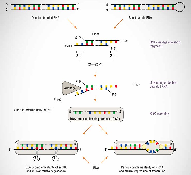 The essence of RNA interference is in inhibiting gene expression by the linear double-strand or hairpin RNAs carrying the sequences homologous to gene sequences. First, an enzyme, the Dicer endonuclease, cleaves such RNAs into short double-strand RNA fragments 21–22 base pairs long with sticky two-nucleotide 3’-ends. Then these RNAs are unwound by another enzyme, RNA helicase Armitage. This stage is very important since it defines which of the two short strands will further work: the strand that has a less stable 5’-end in the duplex, which is easier to unwind, becomes the interfering one. Then, the RNA-induced silencing complex (RISC) is assembled on this single-strand RNA fragment (“short interfering RNA”, siRNA). This complex contains Argonaut, the protein that mediates formation of the complementary duplex between siRNA and a target mRNA regulated by RNA interference