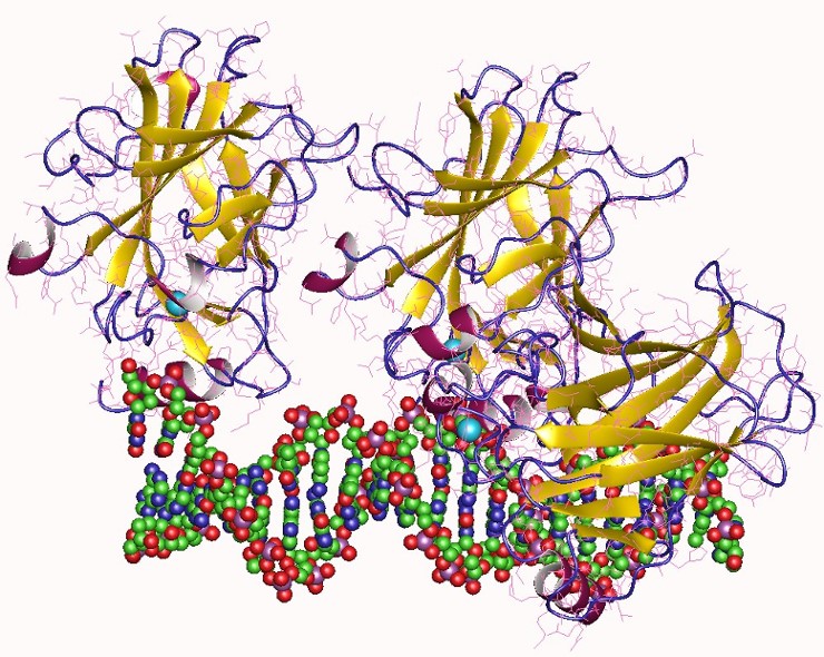 Белок-супрессор опухоли p53 человека (вверху) в комплексе с фрагментом ДНК 