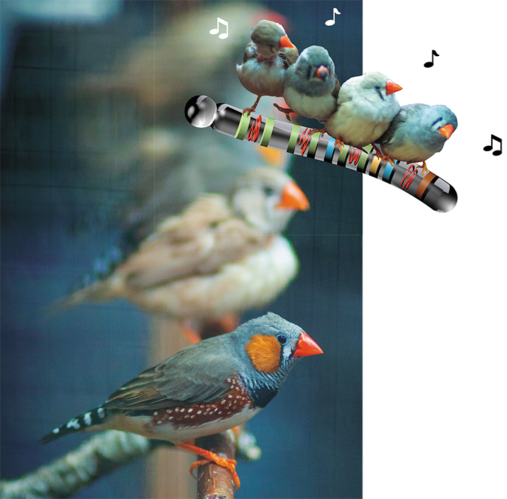 Зебровая амадина – это певчая птица из семейства австралийских вьюрковых ткачиков. Она уже давно стала лабораторной моделью для исследования физиологии и поведения птиц и самым обычным обитателем зооуголков и зоомагазинов. Фото М. Кулешина
