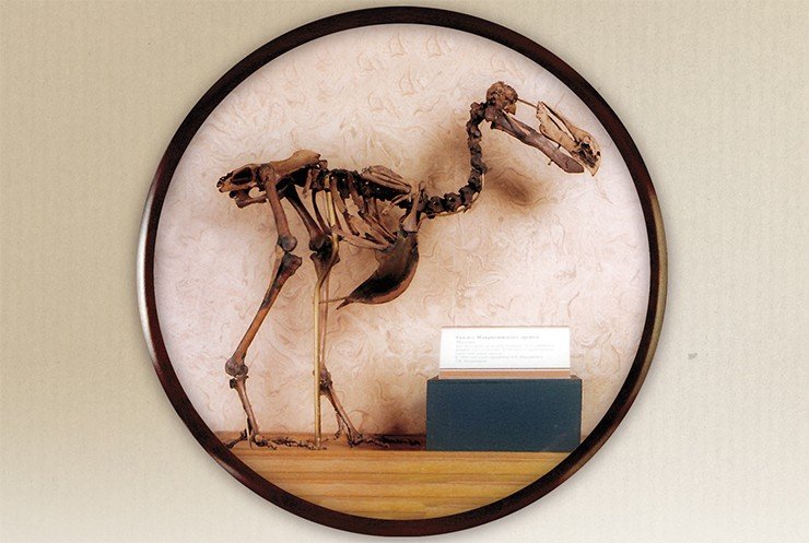 Один из раритетов Дарвиновского Государственного музея – единственный в России скелет дронта, нелетающей птицы, некогда обитавшей на о. Маврикий и вымершей в 1680—1690 гг. В гибели этого вида были повинны моряки, для которых беззащитные птицы стали источником провианта