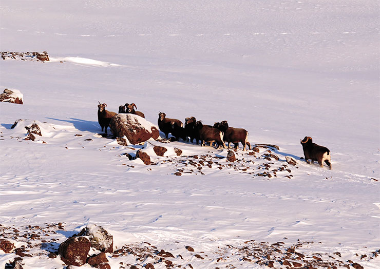 Стадо снежных баранов на плато Путорана. Здесь крупными считаются стада по 10–15 голов, а 20 особей – это уже выдающаяся группировка. Фото автора