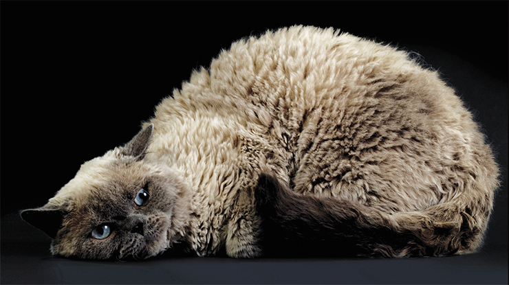 Both of these cats have a mutant protein, keratin KRT71. In the hairless Sphynx (top) it is severely truncated due to a mutation in the KRT71 gene. © seregraff – stock.adobe.com. In the curly-haired Selkirk Rex (below) the mutation affects another gene, whose protein interacts with the KRT71 protein, shortening it by 5 amino acids. Owner: A. Akimova. Sheridan cattery. (Novosibirsk)