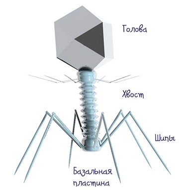 Типичный бактериофаг состоит из «головы», где содержится ДНК или РНК, окруженная белковой или липопротеиновой оболочкой (капсидом), и «хвоста» – белковой трубки, которую вирус использует для «инъекции» генетического материала в бактериальную клетку. По: (Рябчикова, 2016)