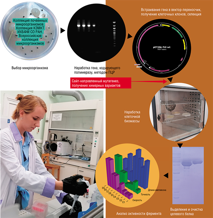 Схема получения рекомбинантных препаратов высокоточных термостабильных ДНК-полимераз. Слева – аспирантка лаборатории исследования модификации биополимеров ИХБФМ СО РАН А. М. Яковлева