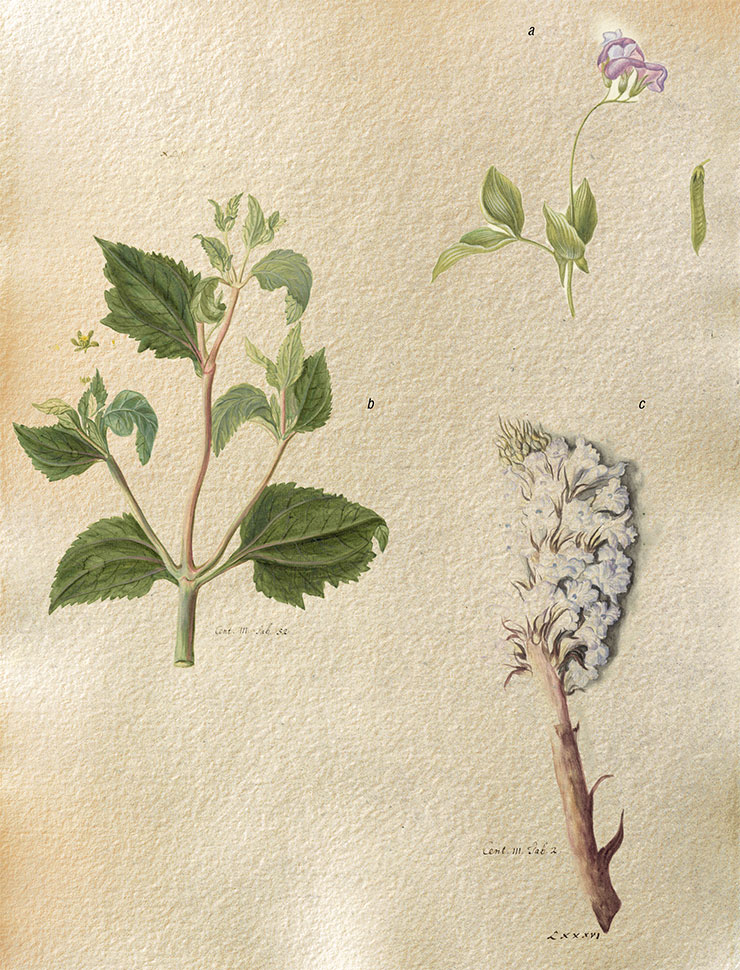 Drawings made for J. Ch. Buxbaum’s book Centuria... III (1724–1728). Unknown artist. Watercolor, pencil, whitewash. Attribution by A. K. Sytin: a – upper part of a shoot of Lathyrus laxiflorus, a flowering plant in the legume family, and a drawing of the legume. St. Petersburg Branch, Archives of the Russian Academy of Sciences. Register I. Description 19. Case 4. Sheet 262.21. b – vegetative shoot of Sigesbeckia orientalis with images of an inflorescence and a dissected flower. St. Petersburg Branch, Archives of the Russian Academy of Sciences. Register I. Description 19. Case 4. Sheet 287. c – upper part of a shoot of the broomrape Orobanche crenata. St. Petersburg Branch, Archives of the Russian Academy of Sciences. Register I. Description 19. Case 4. Sheet 232.19