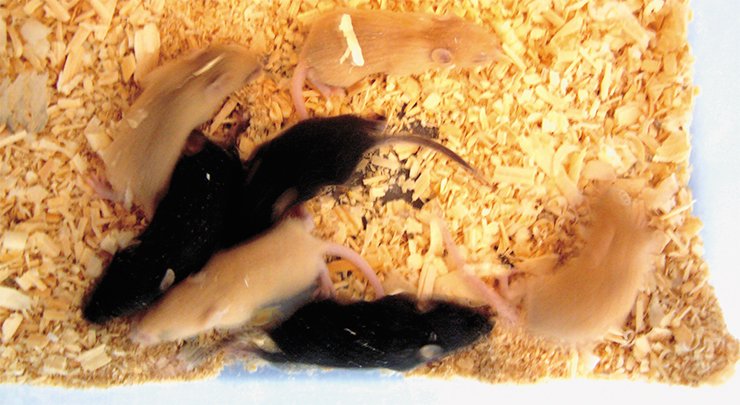 У желтых мышей ген Агути экспрессируется во всех клетках организма, в том числе и в гипоталамусе