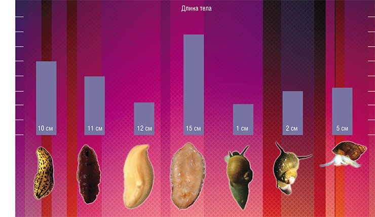 Соотношение длины теломер и размера тела обитателей Байкала – планарий и моллюсков
