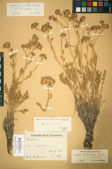 Roborovski saussurea, one of the plants named after the famous explorer. Herbarium in the Sector for Central and East Asia, A.E. Grabovskaya-Borodina (curator), Komarov Botanical Institute, Russian Academy of Sciences