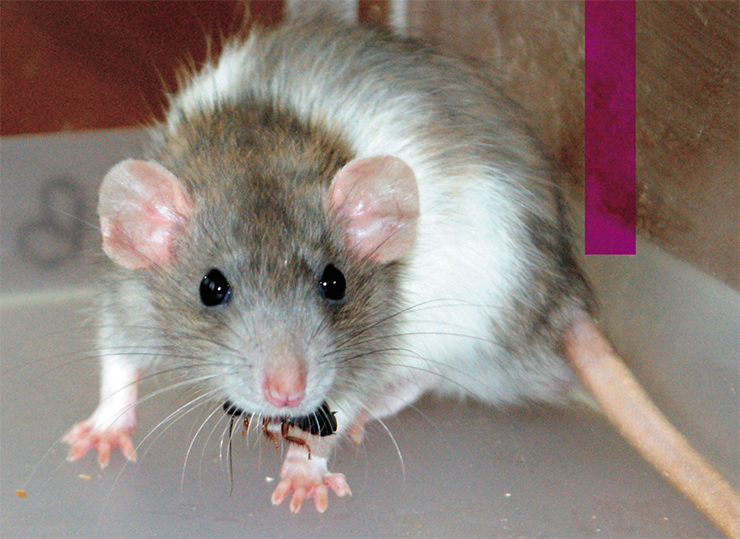 Серая крыса (Rattus norvegicus) поедает свою добычу живьем. Фото автора 
