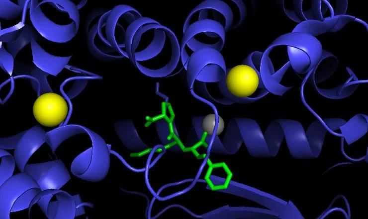 Ингибитор АПФ лизиноприл (зеленым цветом) в комплексе с АПФ. Ион цинка в активном центре фермента показан серым, а два хлорид-иона – желтым