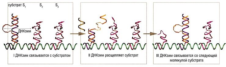 Топливом для «шагающего» наномотора на основе ДНКзима «10-23» также служит РНК-субстрат, ряд молекул которого (S₁, S₂, S₃, …Sn) зафиксирован на определенном расстоянии друг от друга на общей матрице. Связавшись с одной из молекул субстрата, ДНКзим расщепляет его по определенному участку. Часть разрушенной молекулы субстрата освобождается, что позволяет ДНКзиму «переползти» на новую близлежащюю молекулу субстрата. Последнюю ждет та же участь, но результат налицо — направленное перемещение совершено. По: (Tian, He, Chen et al., 2005)