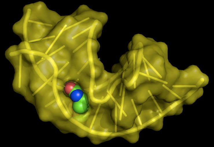 РНК-аптомер в комплексе с молекулой биотина (витамина B7)