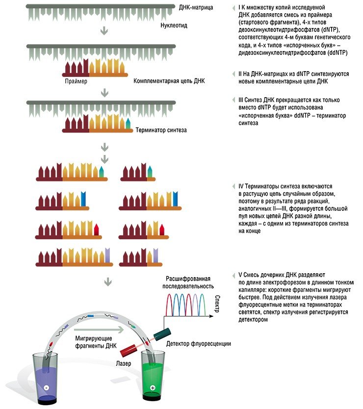 Схема секвенирования ДНК по Сэнгеру. Этот метод легко автоматизируется за счет использования капиллярного электрофореза. Для облегчения детекции в терминаторы синтеза включаются метки, различающиеся спектром флуоресценции. В результате на выходе получается своеобразная разноцветная «гребенка», цвета зубцов которой соответствуют «буквам» ДНК
