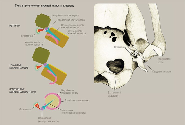 Слева: строение звукопередаточного механизма у разных групп наземных позвоночных. Справа: Строение среднего уха утконоса. Рис. автора. Такой звукопередающий аппарат имеет только одну степень пространственной свободы. Следствие – невозможность эволюционных преобразований среднего уха и всего черепа в целом у однопроходных. У современных териевых млекопитающих молоточек не образует единой жесткой структуры с барабанной костью и соединяется с наковальней при помощи подвижного сустава. Такая конструкция имеет как минимум три степени пространственной свободы. Работает она не как прямой шток, а по принципу карданного вала, когда механическое усилие от барабанной перепонки передается на сенсорную часть слухового органа по ломаной линии. Современные прототериевые млекопитающие (однопроходные), к которым относится утконос, обладают своеобразным звукопередаточным механизмом (аналогичным обладали многобугорчатые). Наковальня имеет форму тонкой, плоской плиточки, которая плотно прилегает к молоточку, образуя с ним одно целое. Молоточек в свою очередь жестко соединен с барабанной костью, которая не имеет контакта с другими костями черепа