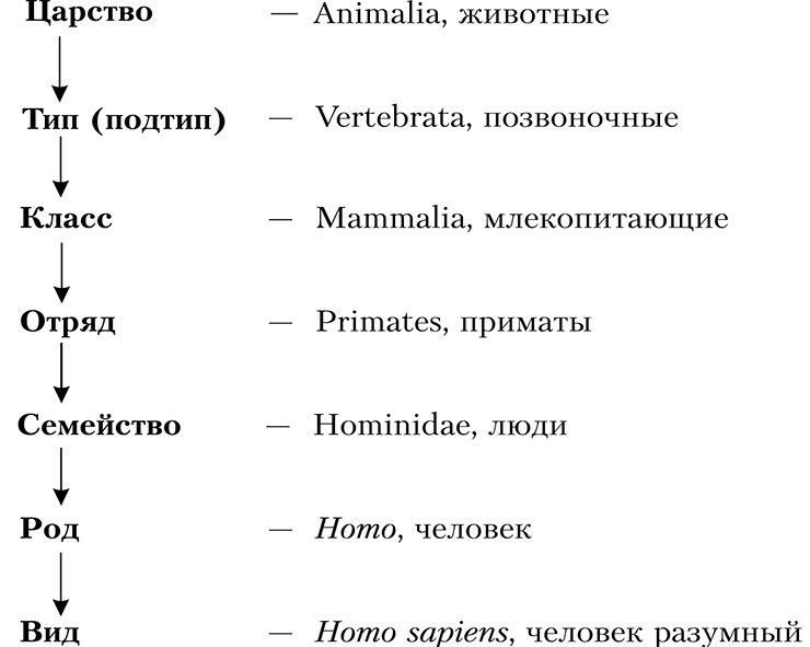 Рис. 10. Таксономические единицы по убывающему рангу и примеры групп организмов из царства животных (Animalia)