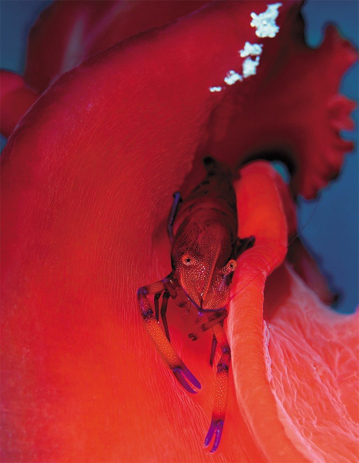 Красное на красном... Эта императорская креветка (Periclimenes imperator) относится к так называемым креветкам-партнерам, обитающим на голотуриях (морских огурцах) или моллюсках, причем их цвет всегда соответствует цвету «обители». Наша особь выбрала крупного голожаберного моллюска – испанского танцора (Hexabranchus sanguineus), названного так из-за удивительной манеры плавать, колыхая крыльями мантии. При появлении опасности креветка старается спрятаться в ее складках, но сделать это во время «танца» очень непросто. Дахаб (Египет), январь 2011 г. 2-е место на конкурсе «Искусство науки-2011»