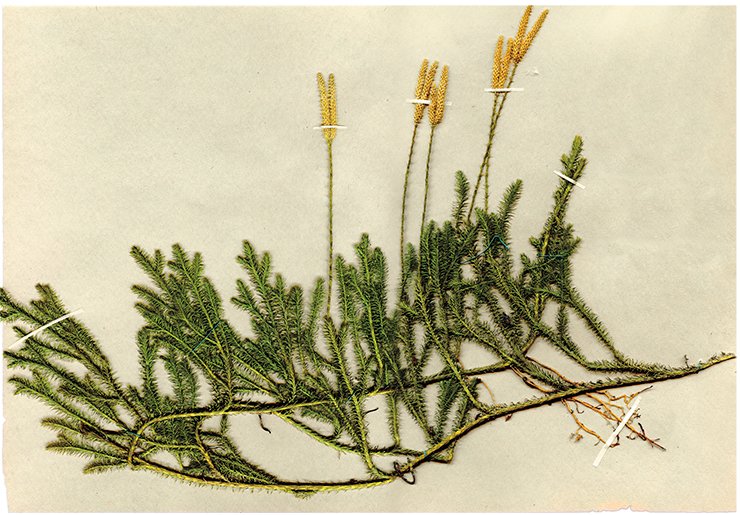 Common club-moss (Lycopodium clavatum) is a perennial evergreen spore-bearing plant of the Lycopodiaceae family. Powder made from spores has been used long since to dust diaper rush