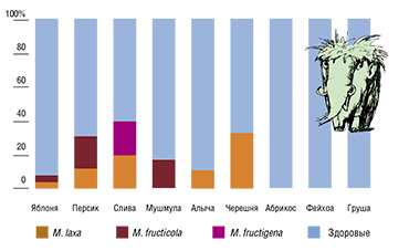 По данным ПЦР-диагностики, проведенной участниками проекта, на черноморском побережье Краснодара бурая гниль поражает большинство из исследованных косточковых и семечковых плодовых культур
