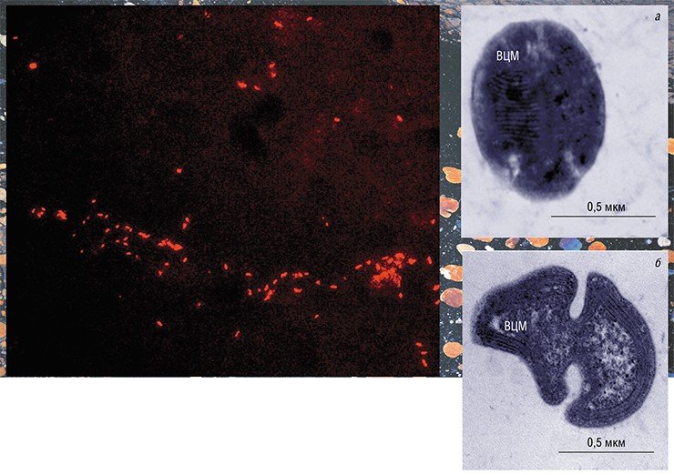 На ультратонком срезе клеток байкальских метанотрофов I (а) и II (б) типа отчетливо видны «стопочки» внутрицитоплазматических мембран, расположение которых служит таксономическим признаком. Трансмиссионная электронная микроскопия. Слева – байкальские бактерии-метанотрофы из образца придонной воды. Эпифлуоресцентная микроскопия