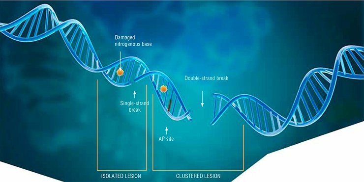 Of all the damage types observed in the DNA molecule, the most dangerous for cells are double-strand breaks and clustered lesions of AP sites, oxidized bases, and breaks within one–two DNA helix turns. Such lesions are mainly caused by ionizing radiation and by radiomimetic drugs