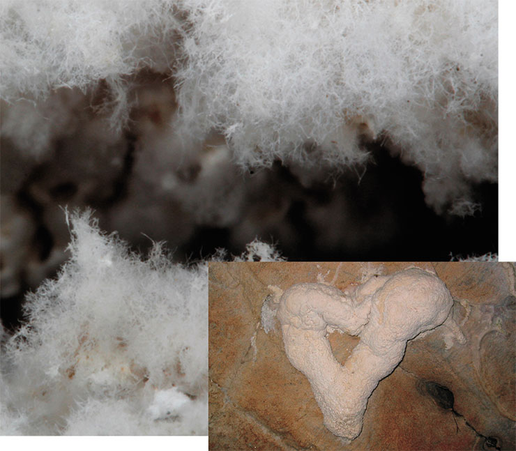 Основная часть пещерного «лунного молока» представлена достаточно плотными образованиями. Однако иногда его можно увидеть на стадии активного роста, когда отчетливо видны сплетения нитей-гиф актиномицетов (слева). Пещеры вблизи г. Кейв-Джанкшен (Орегон, США). © CC BY 2.0/Oregon Caves. Необычная форма этого наплыва «лунного молока» определяется его органическим основанием, вероятно корнем дерева, пробившимся сквозь скалу (справа). © CC BY 2.0/Oregon Caves