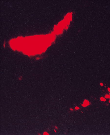 Ярко-красным цветом светятся пикоцианобактерии в кишечнике рачка. Фото О. Белых