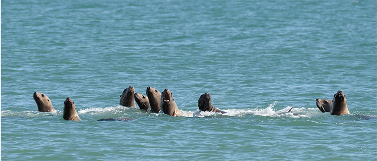 Steller sea lions (Eumetopias jubatus) rarely fare far into the open sea, preferring to stay in groups close to isolated islands, where they form rookeries. By the beginning of the XXI century, the species was declared near threatened, however, their numbers are recovering. The species is listed in the Red Book of Russia. Photo: E. Kozlovskiy