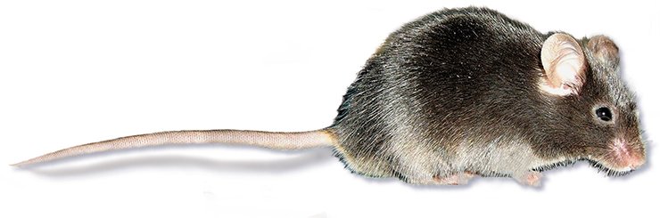 Черные мыши имеют рецессивную мутацию в гене Агути, благодаря чему белок Агути у них нигде (в том числе и в коже) не нарабатывается  