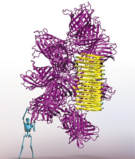 Одна из амилоидных белковых структур, сгенерированная во время работы над совершенствованием программы ArchCandy, способной предсказывать форму молекул белка