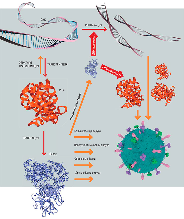 Для сборки новых вирусных частиц (вирионов) нужно иметь две составляющие: нуклеиновую кислоту (ДНК или РНК) и структурные белки капсида. Также требуются сборочные белки, чаще всего это белки хозяина, но иногда вирусы обходятся своими силами. Помимо структурных белков, в вирусных геномах закодированы неструктурные, обслуживающие процессы размножения вируса (ингибиторы синтеза клеточных РНК и белков, протеазы и др.), поверхностные и т. п.
