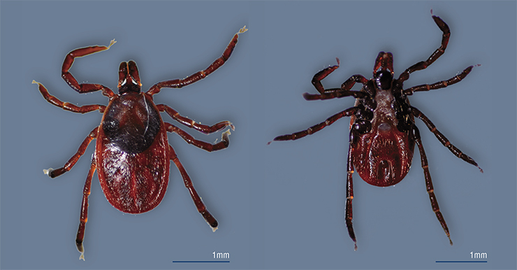 Western blacklegged tick Ixodes pacificus occurs on the western (Pacific) coast of the United States, where it acts as the main carrier of pathogens of tick-borne borreliosis (Lyme disease). Photo: dorsal and ventral views. © CC BY 2.0, photo by Don Loarie