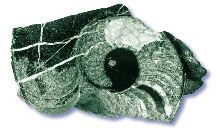 Отполированный срез окаменевшей раковины наутилоидеи. (Музей ОИГГМ СО РАН, Новосибирск)