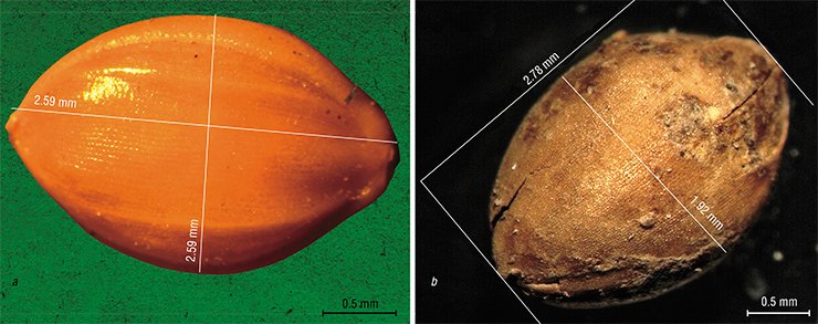 Comparison of the shape and size of the grains found in the Xiongnu mounds with the modern ones has identified the archaeological specimens as common millet a – caryopsis of common millet (Mongolia, NS) b – a caryopsis from the 31st Noin-Ula mound