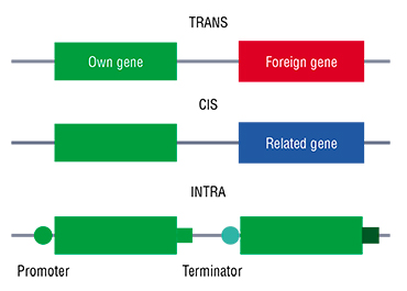 GM plants are split into three groups according to their origin: TRANS, which contain insertions of foreign DNA; CIS, containing genes of the same or closely related species; and INTRA, whose genome contains their own genes with different regulatory regions