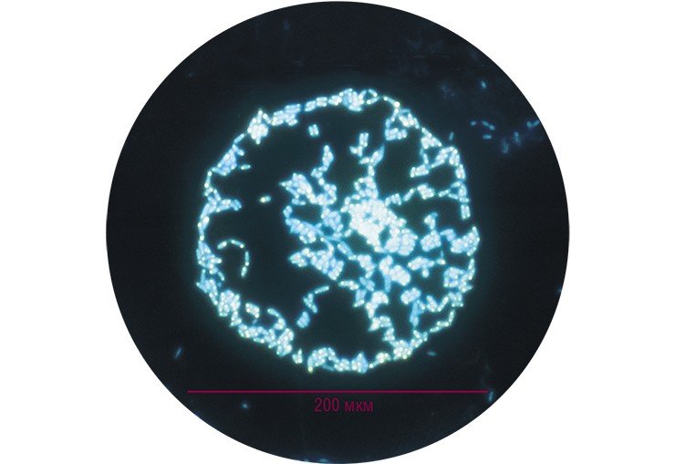 Колония бактерий рода Rhodococcus во внутреннем объеме углеводородной капли. Эпифлуоресцентная микроскопия